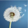 Delicate